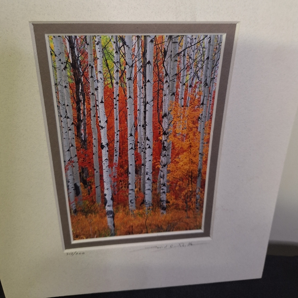Vibrant Autumn Birch Tree Art Print By DAVID C SCHULTZ